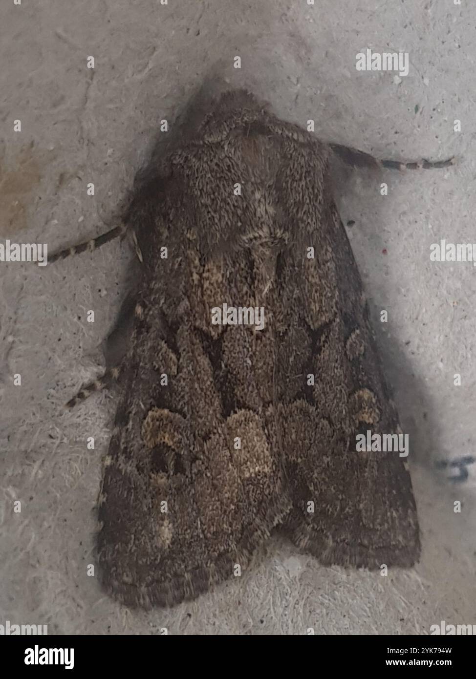 Rustique à flancs renforcés (Luperina testacea) Banque D'Images