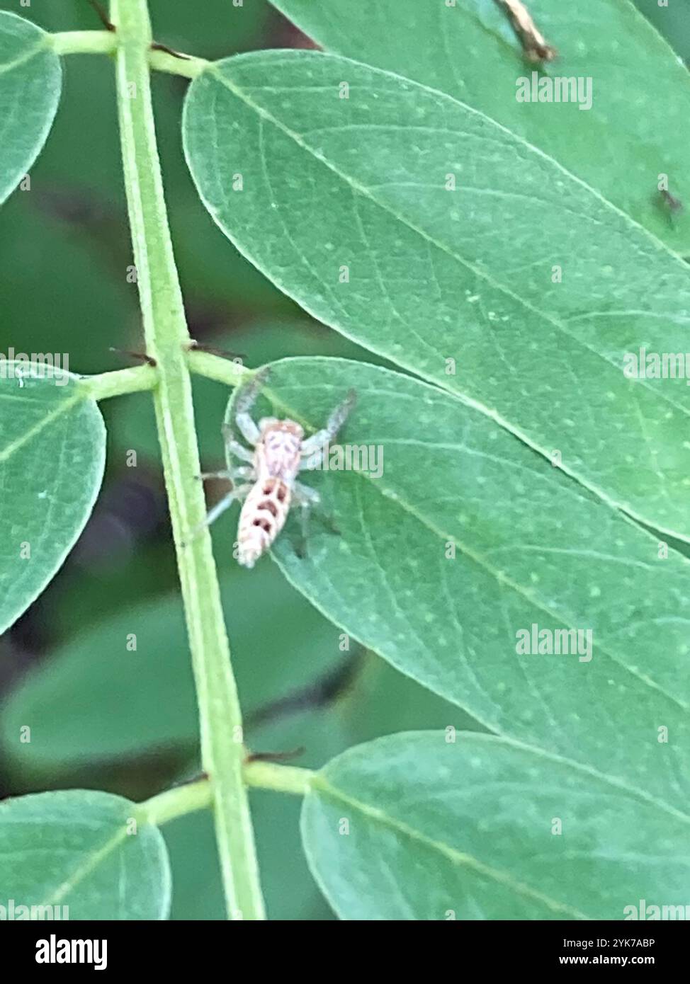 Araignée sauteuse à mâchoires blanches (Hentzia mitrata) Banque D'Images