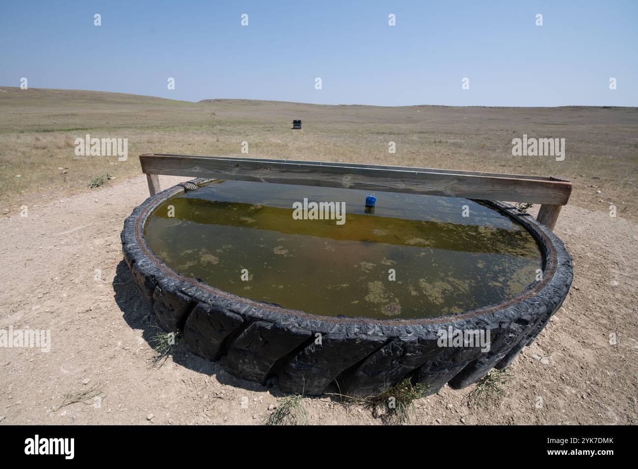 Fosse d'eau au Cammack Buffalo Ranch où les propriétaires John et Melanie Cammack exploitent un ranch de buffles de 13 000 acres avec 600 vaches mères, à Stoneville, Dakota du Sud, le 21 juillet 2021. John Cammack est un éleveur de quatrième génération. Le principal défi de cette année est la sécheresse et la meilleure façon d'adapter les pratiques de pâturage au manque d'eau. Pendant les saisons normales, les nombreux ruisseaux du ranch coulent avec de l'eau. Comme les buffles tournent d'un champ à l'autre, ils doivent souvent traverser un ou plusieurs ruisseaux chaque jour. M. Cammack affirme que, d’abord et avant tout, l’utilisation de l’USDA présente des avantages financiers. Ceci est suivi par le ut Banque D'Images