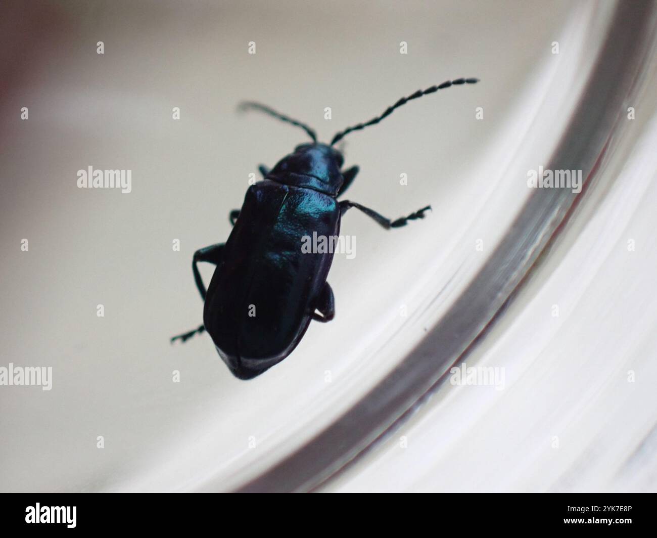 Alder Flea Beetle (Altica ambiens) Banque D'Images