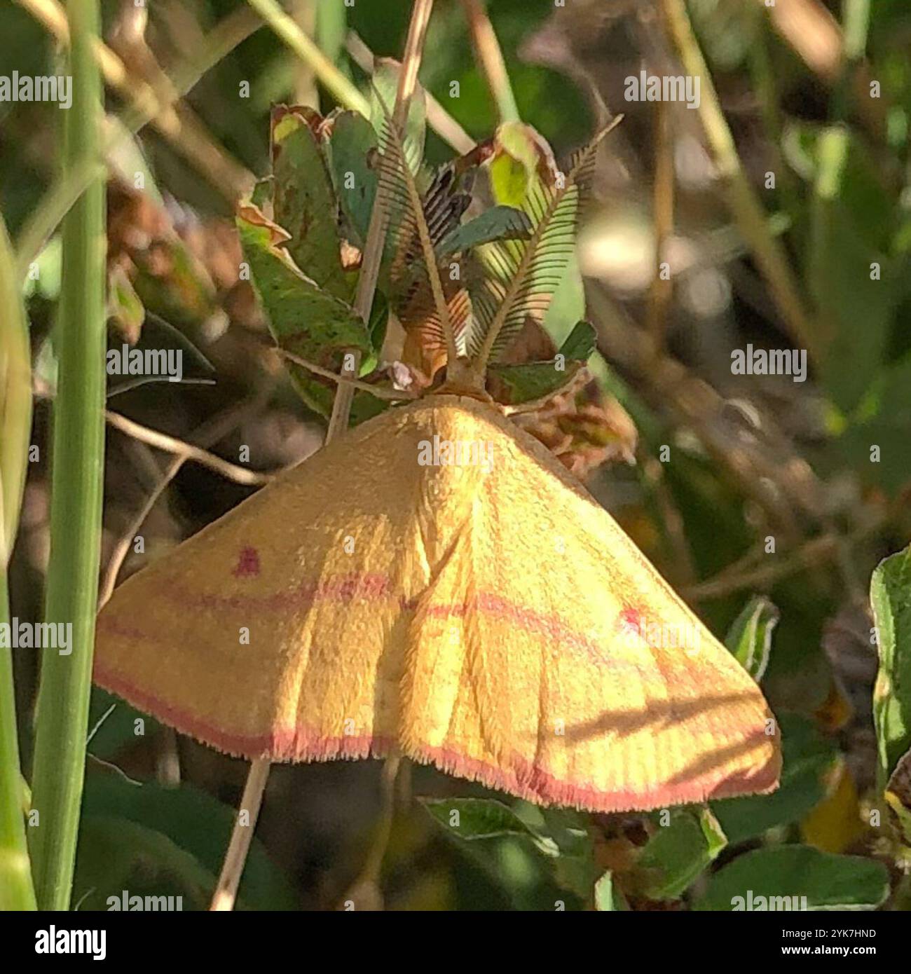 Teigne géomètre de l'aspersion (Haematopis grataria) Banque D'Images