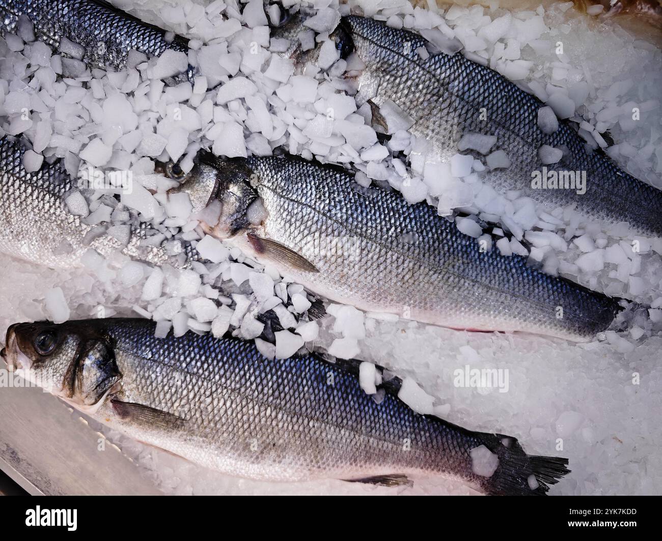 Loup de mer couché sur la glace dans le supermarché gros plan. Banque D'Images