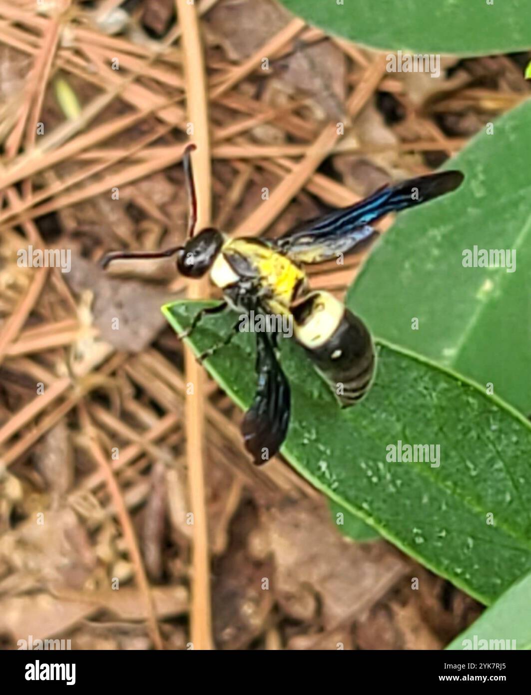 Guêpe de maçon à quatre dents (Monobia quadridens) Banque D'Images