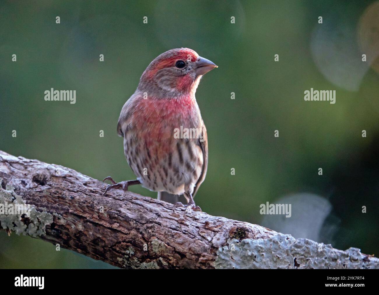 Gros plan d'un mâle House Finch isolé sur un fond vert foncé. Banque D'Images