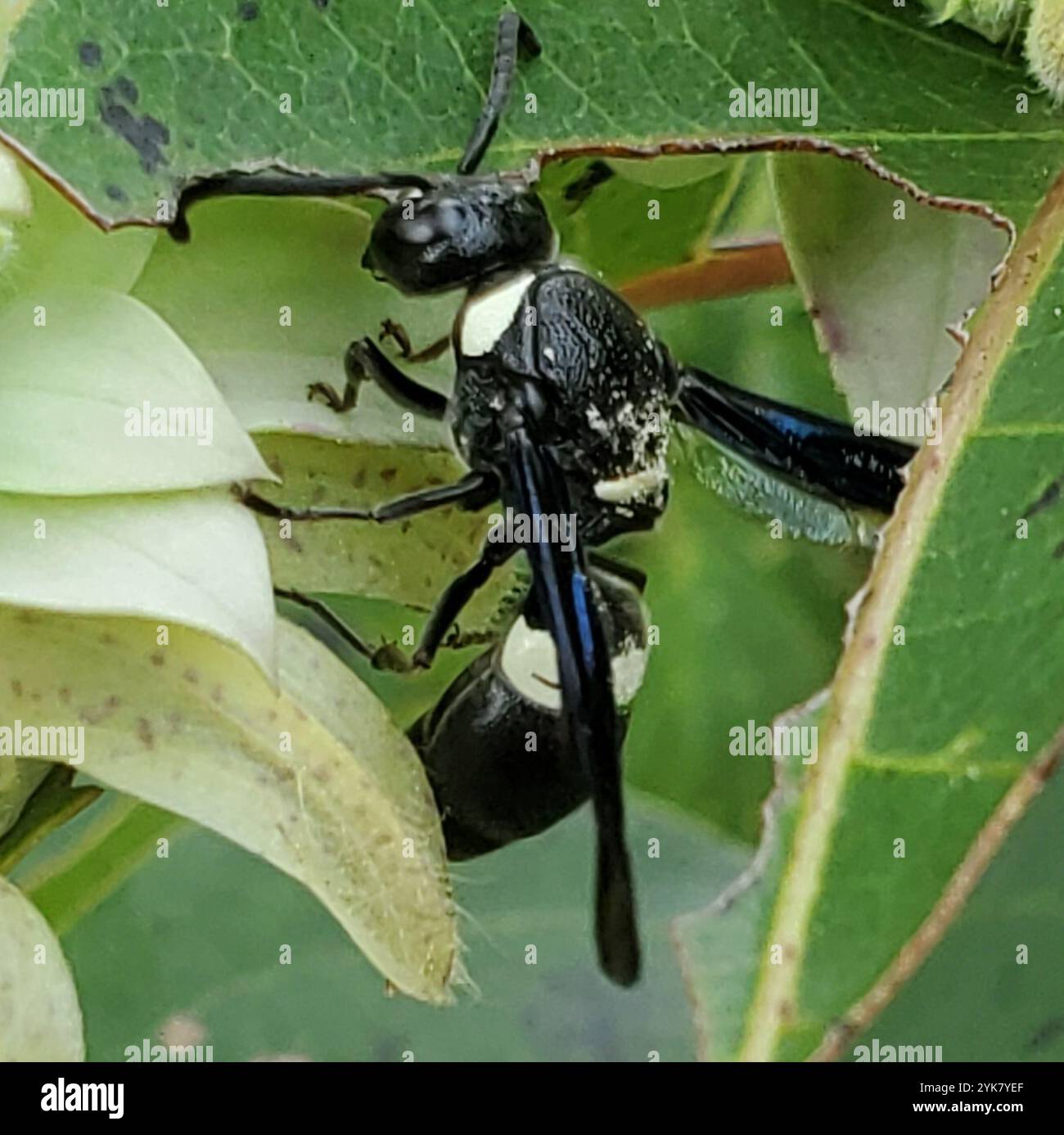 Guêpe de maçon à quatre dents (Monobia quadridens) Banque D'Images