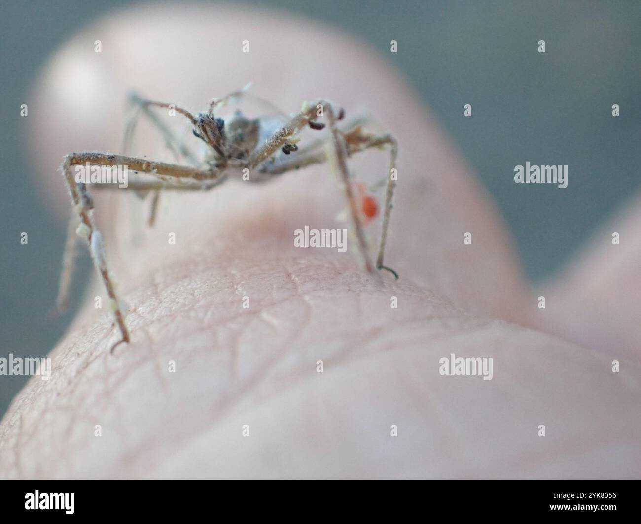 Insecte Assassin à quatre impulsions (Zelus tetracanthus) Banque D'Images