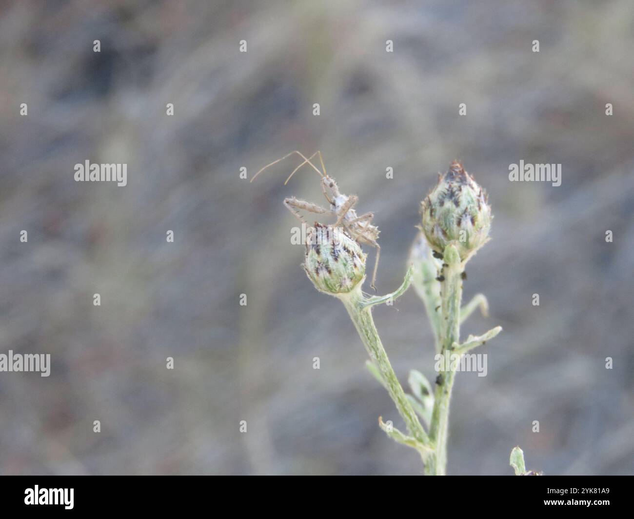 Insecte Assassin à quatre impulsions (Zelus tetracanthus) Banque D'Images