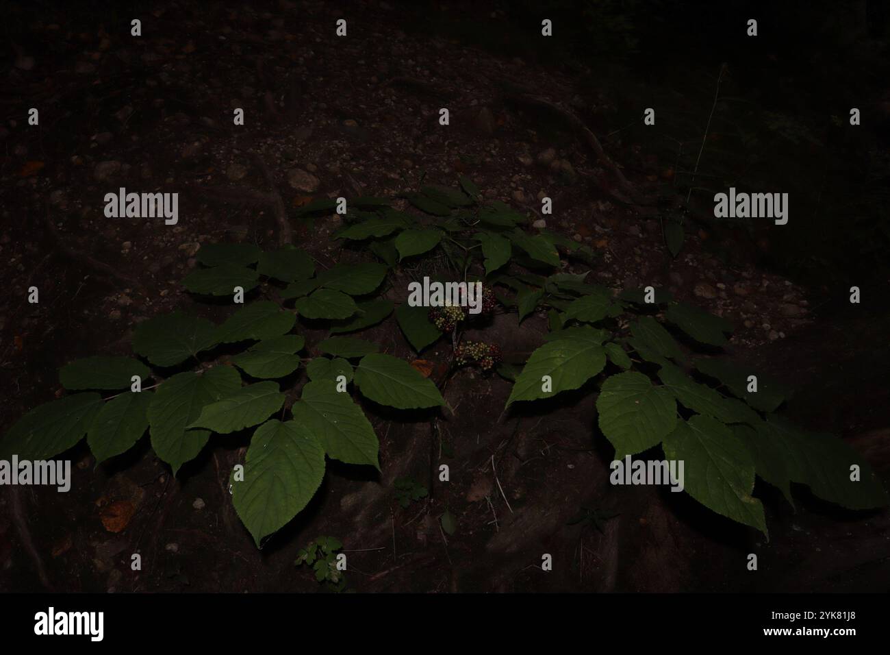 American spikenard (Aralia racemosa) Banque D'Images