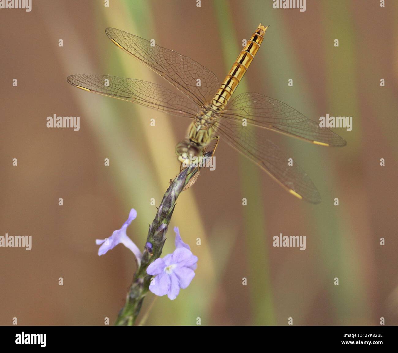 Joyau de fossé (Brachythemis contaminata) Banque D'Images