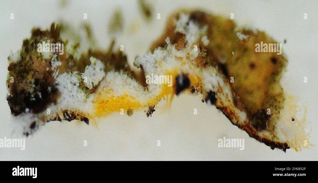 Lichen de camouflage poli (Melanelixia glabratula) Banque D'Images