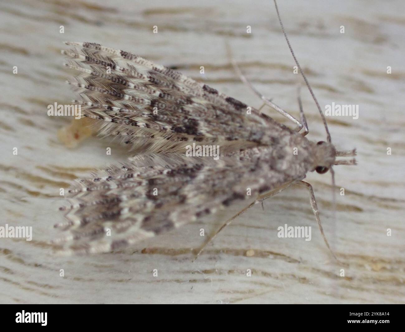 Vingt-plume Moth (Alucita hexadactyla) Banque D'Images