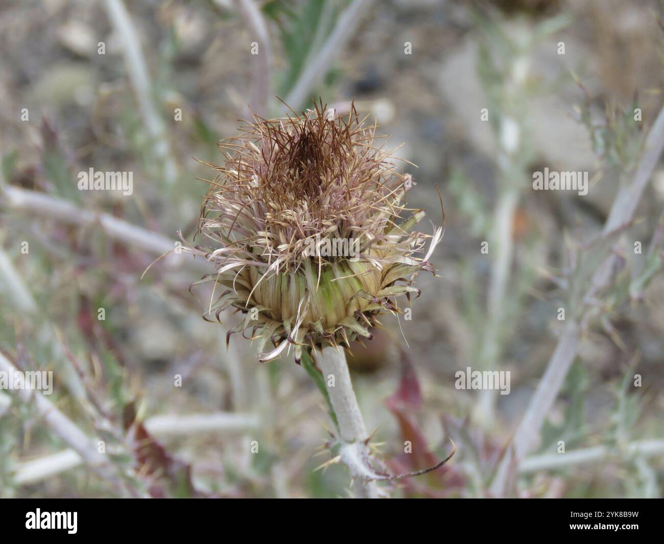 Chardon ondulé (Cirsium undulatum) Banque D'Images