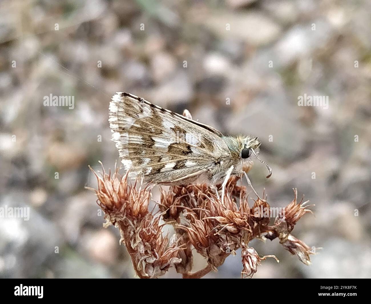 Skipper rosé (Pyrgus onopordi) Banque D'Images