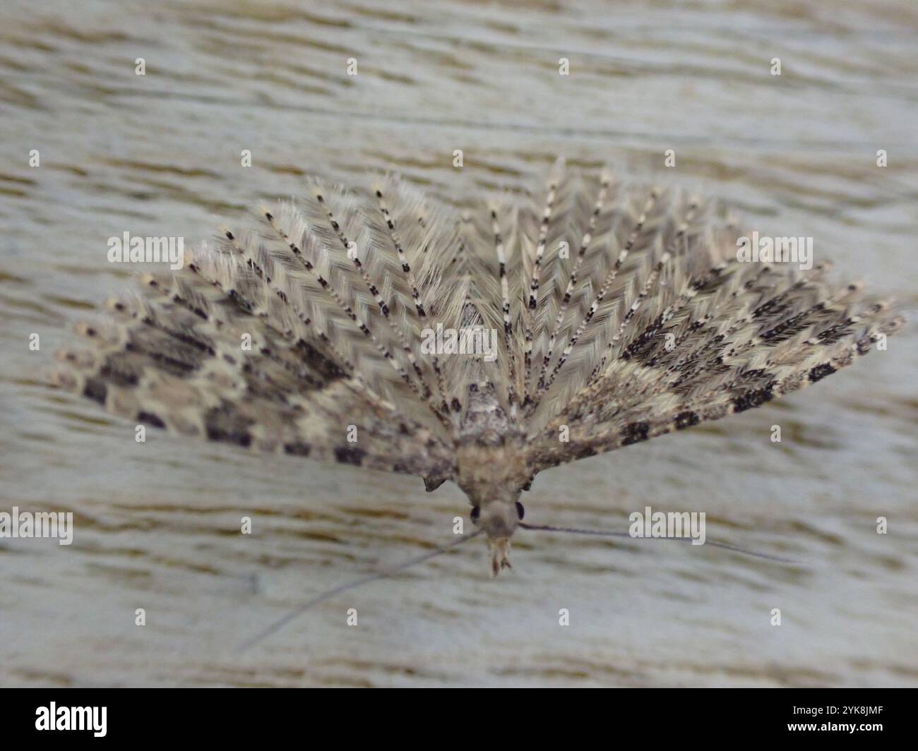 Vingt-plume Moth (Alucita hexadactyla) Banque D'Images
