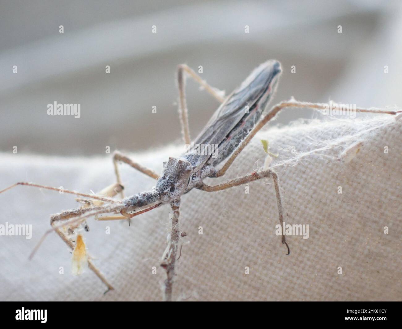 Insecte Assassin à quatre impulsions (Zelus tetracanthus) Banque D'Images