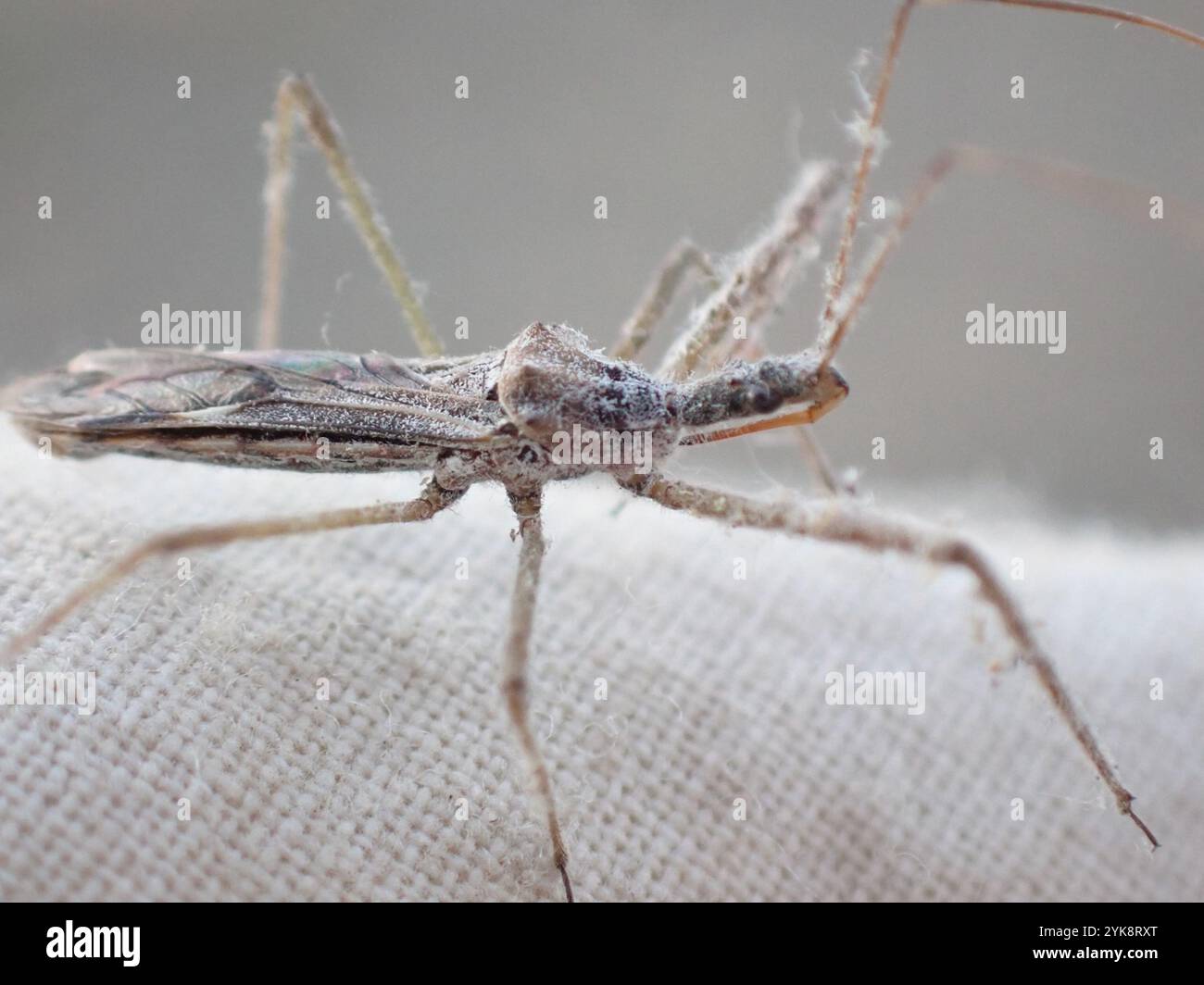 Insecte Assassin à quatre impulsions (Zelus tetracanthus) Banque D'Images