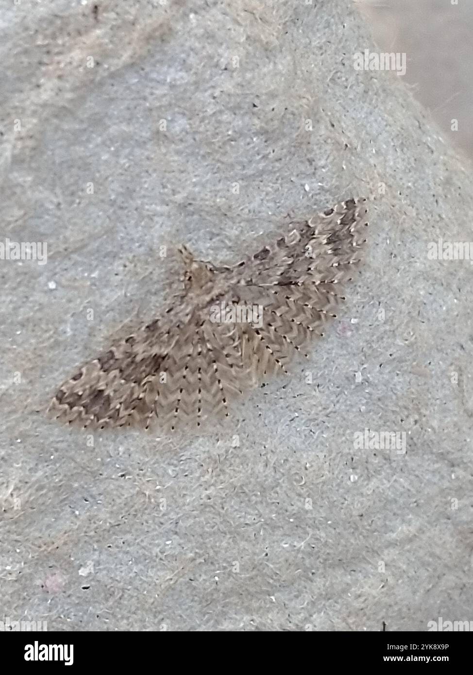 Vingt-plume Moth (Alucita hexadactyla) Banque D'Images