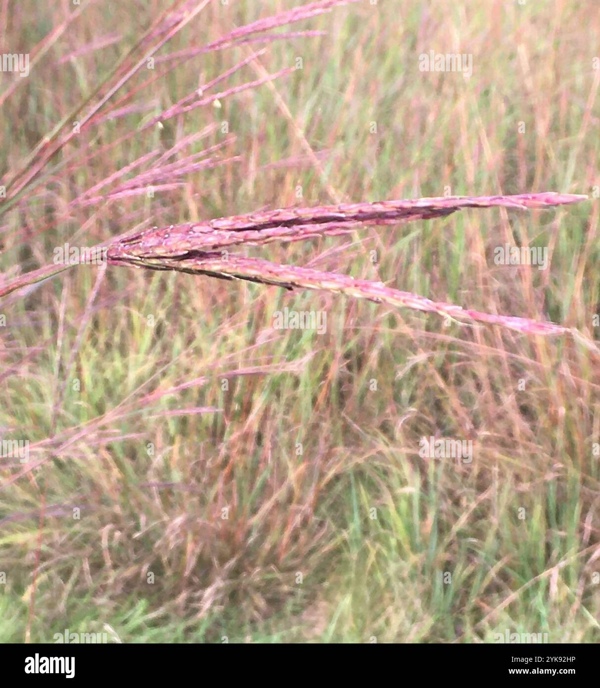 Big bluestem (Andropogon gerardi) Banque D'Images