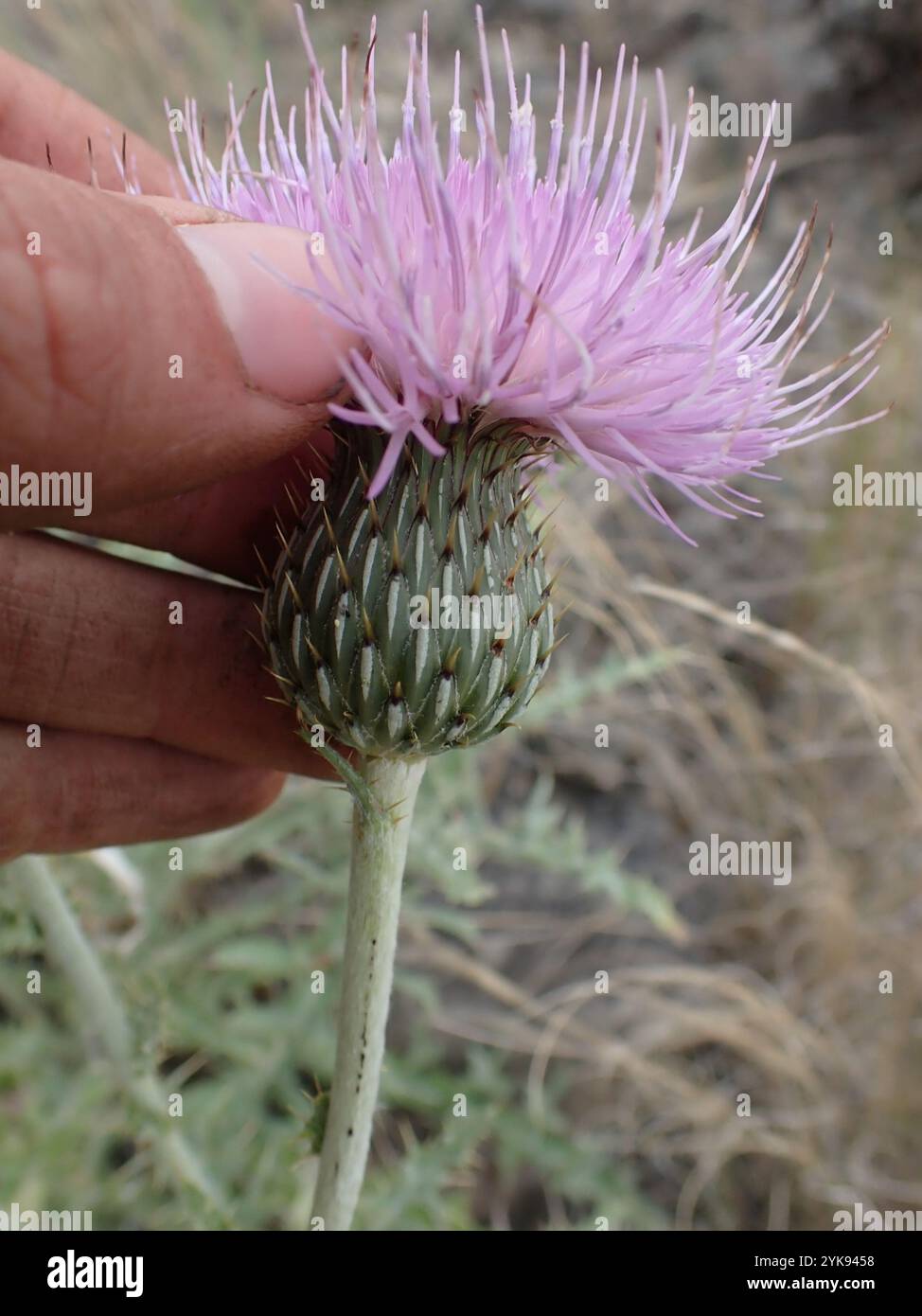 Chardon ondulé (Cirsium undulatum) Banque D'Images