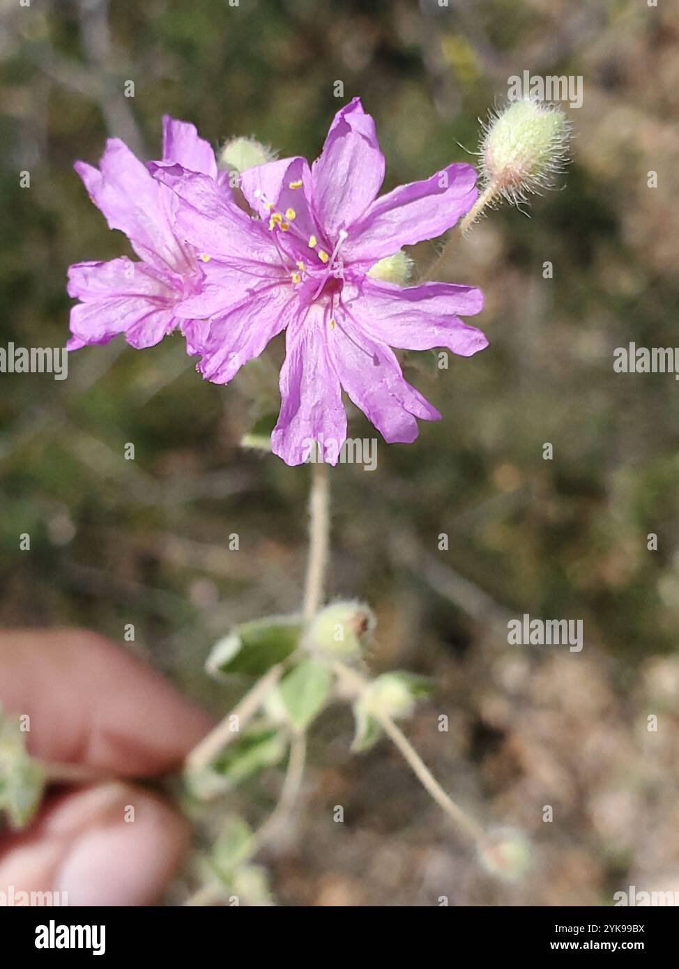 Moulins à vent arrière (Allionia incarnata) Banque D'Images