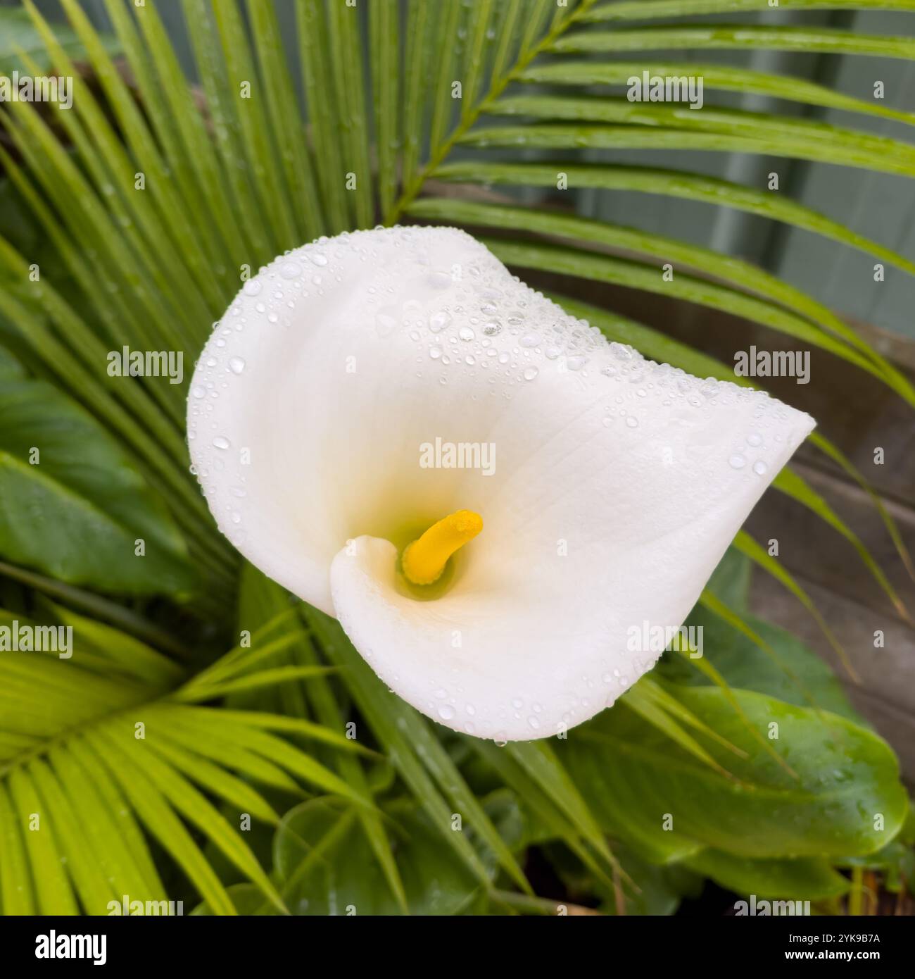 Belle fleur blanche de Calla Lily avec des gouttes de pluie sur elle dans une mise au point peu profonde avec des feuilles vertes derrière Banque D'Images