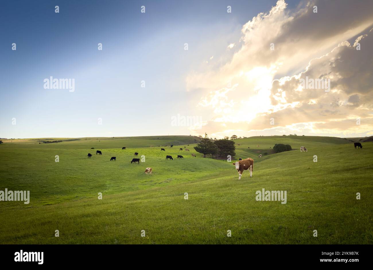 Les vaches paissent sur de l'herbe verte fraîche sur une colline ensoleillée sous un ciel spectaculaire sur la péninsule Fleurieu en Australie méridionale Banque D'Images