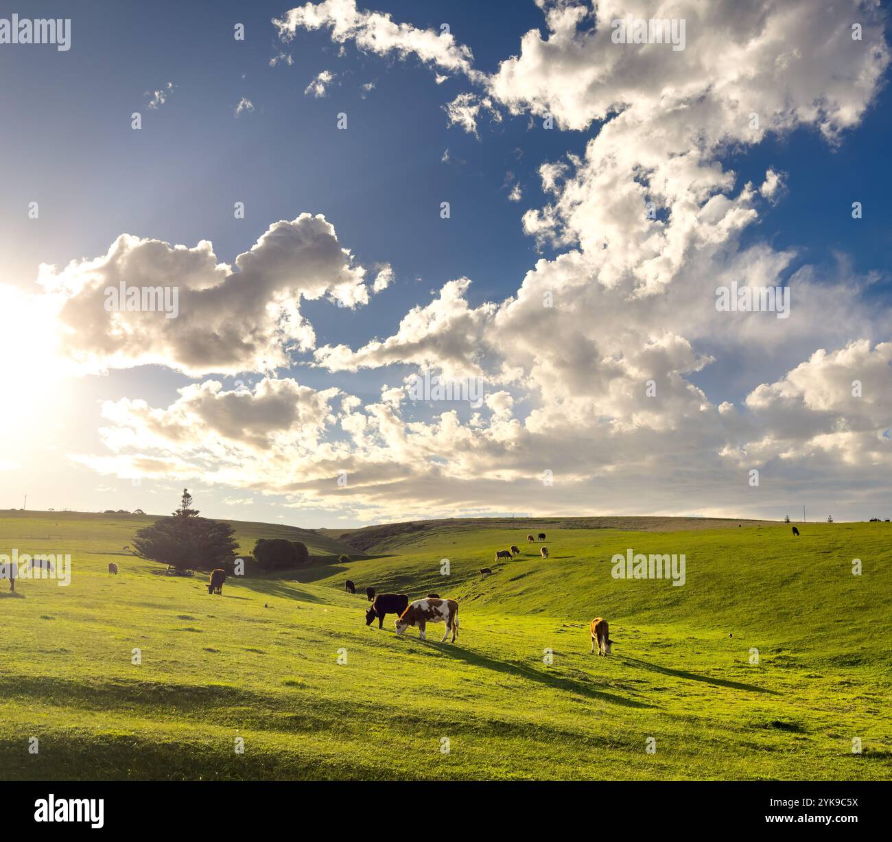 Les vaches paissent sur de l'herbe verte fraîche sur une colline ensoleillée sous un ciel spectaculaire sur la péninsule Fleurieu en Australie méridionale Banque D'Images