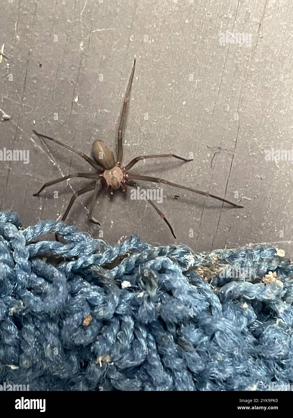 Recluse brune (Loxosceles reclusa) Banque D'Images