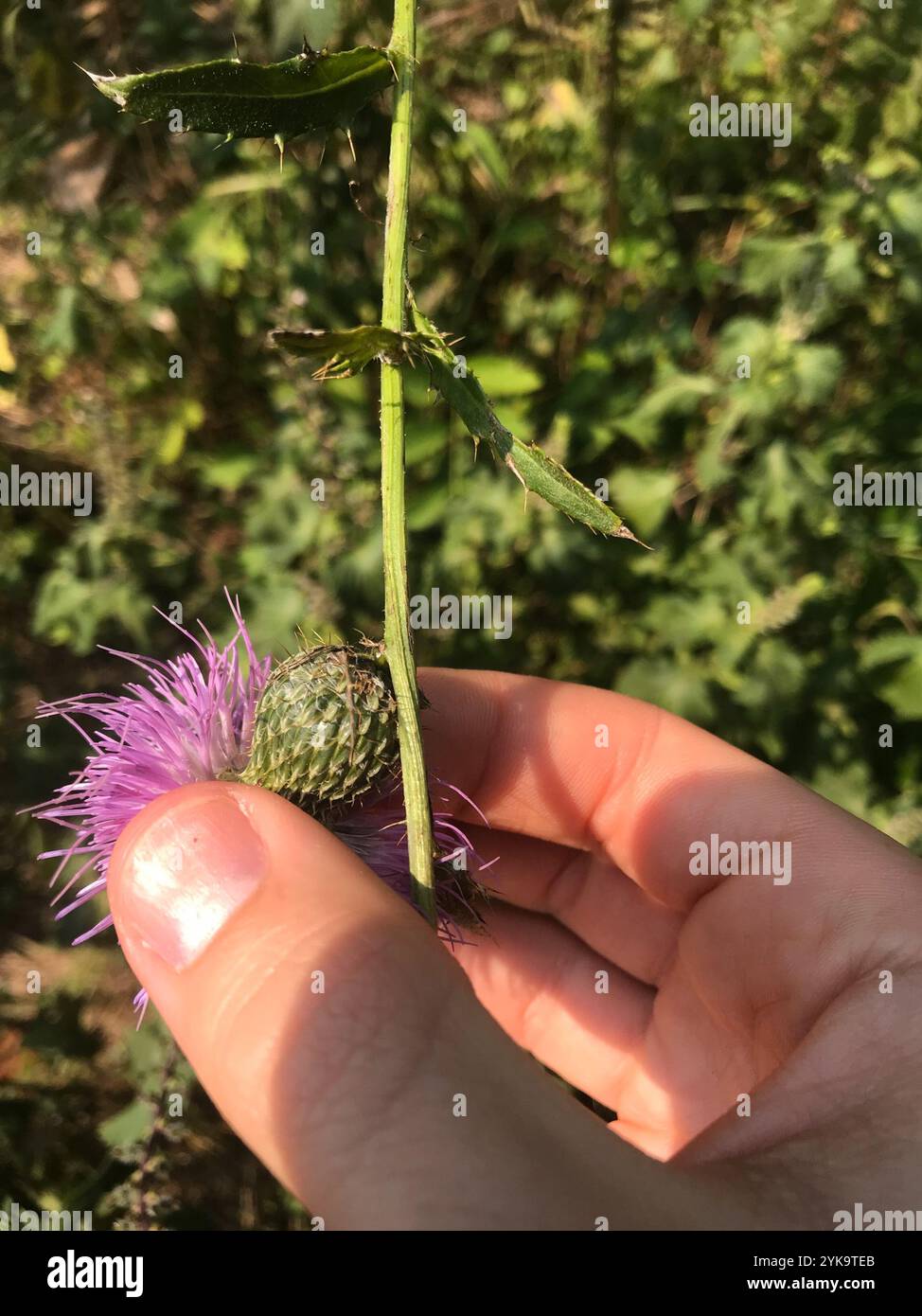 Grand chardon (Cirsium altissimum) Banque D'Images