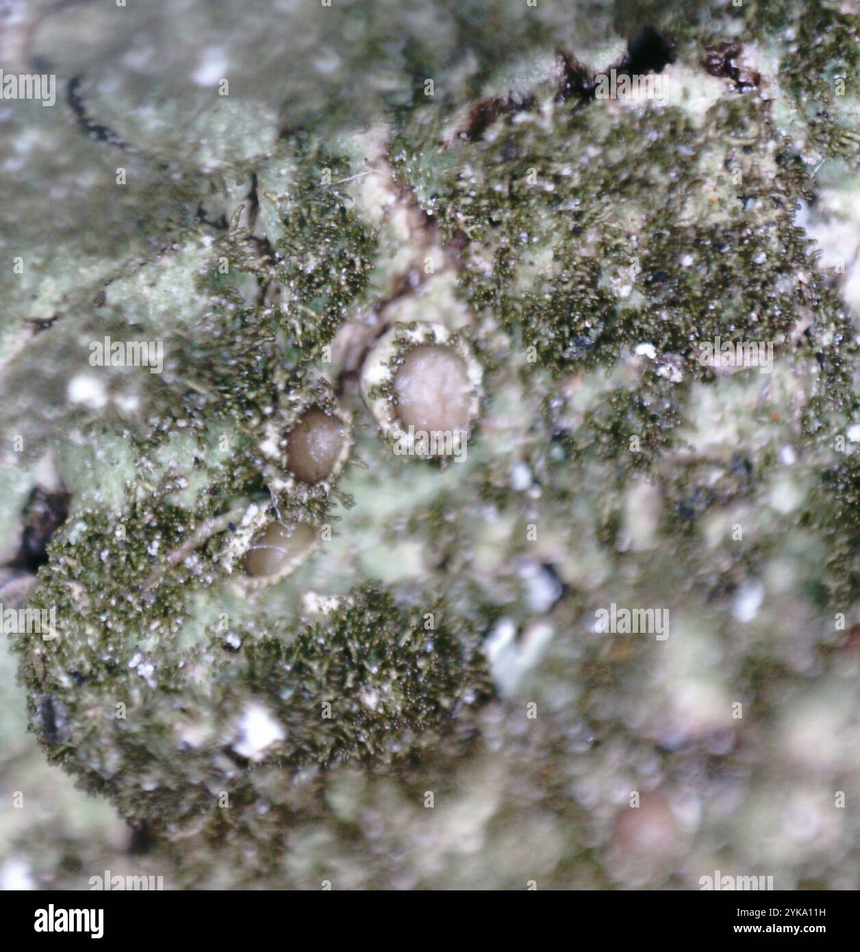 Lichen de camouflage poli (Melanelixia glabratula) Banque D'Images