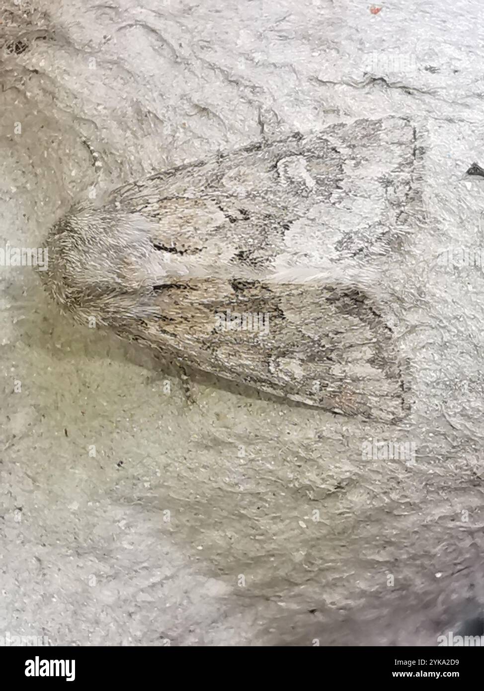 Rustique à flancs renforcés (Luperina testacea) Banque D'Images