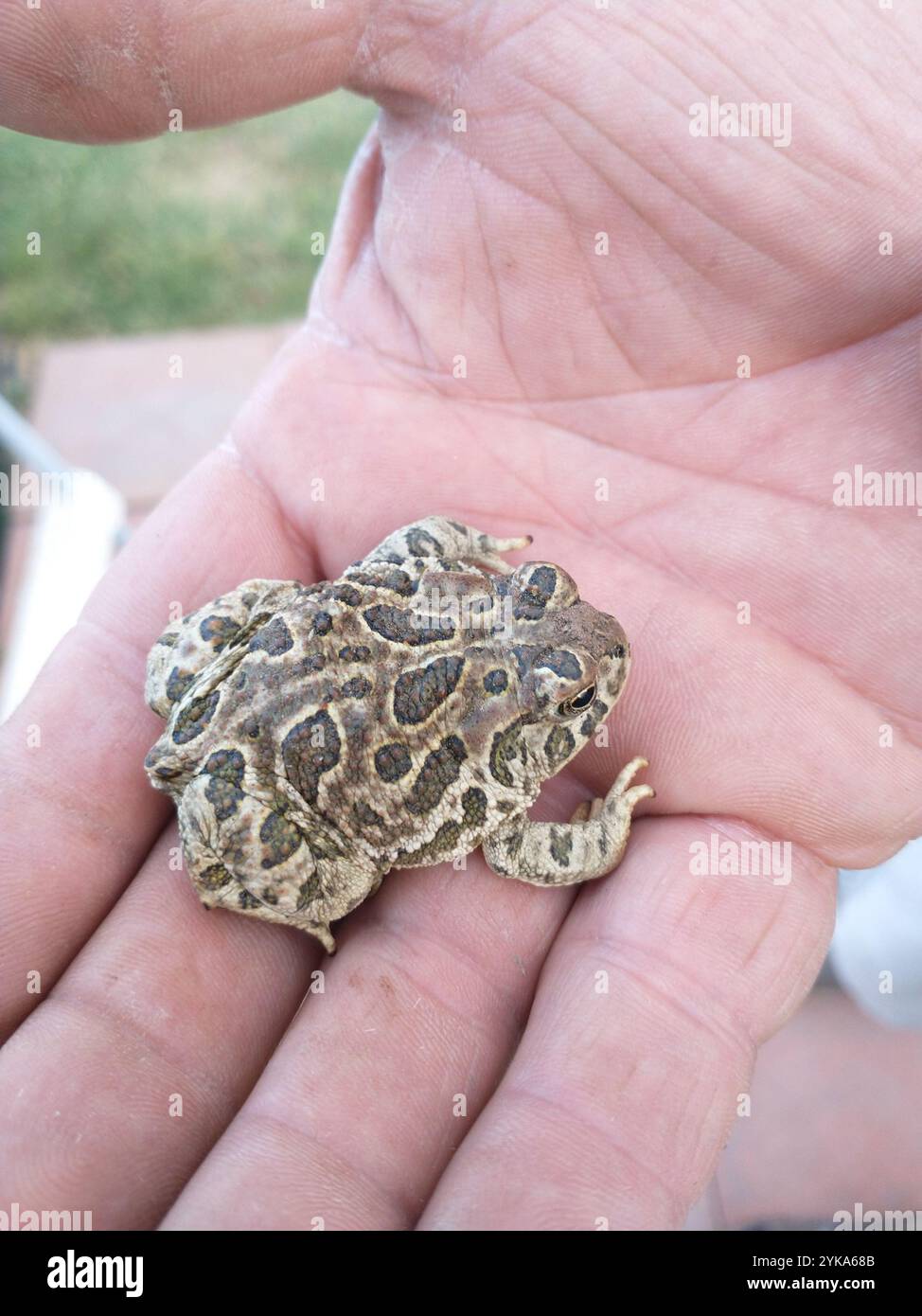 Crapaud des grandes Plaines (Anaxyrus cognatus) Banque D'Images