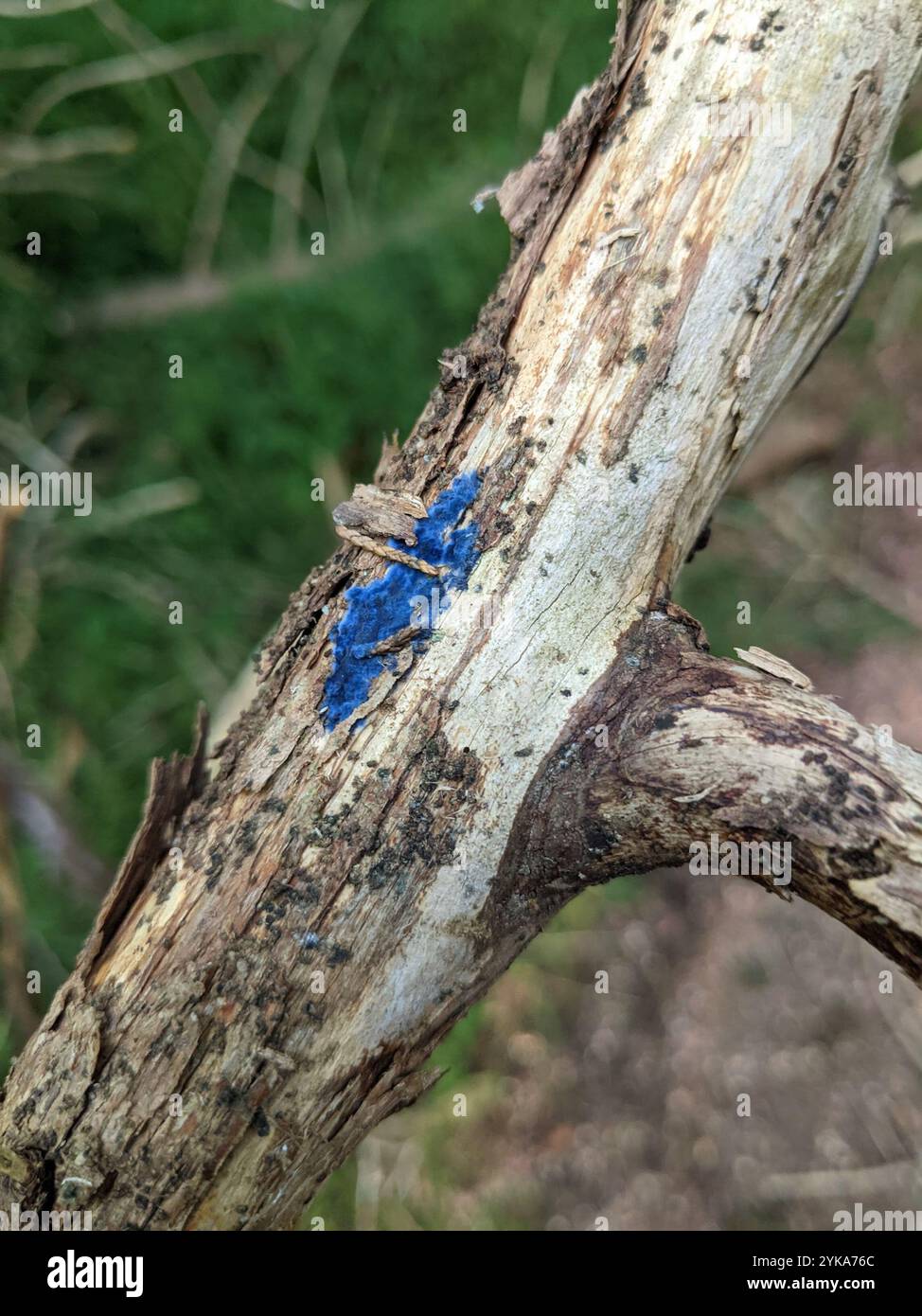 Croûte de cobalt (Terana coerulea) Banque D'Images