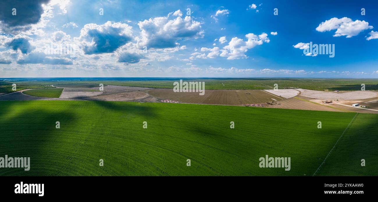 Vue panoramique aérienne d'au-dessus d'un champ de sésame de la récolte de coton Ernie Schirmer Farms qui a la famille, les autres agriculteurs et les travailleurs se regroupant pour les longues journées de travail, à Batesville, TX, le 23 août 2020. De 10 H à 22 h, les récolteuses sont conduites à travers les champs circulaires (irrigués par pivot). Les moissonneuses utilisent des têtes de récolte spécialisées qui tordent et tirent la boulette de coton douce de la plante ; puis les bolls de coton sont aspirés dans un grand bac à ciel ouvert. Lorsqu'ils sont pleins, les opérateurs retournent dans la zone industrielle mobile pour décharger le coton dans les « stompers » (constructeurs de modules). St. Banque D'Images