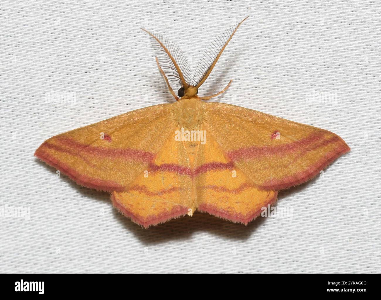 Teigne géomètre de l'aspersion (Haematopis grataria) Banque D'Images