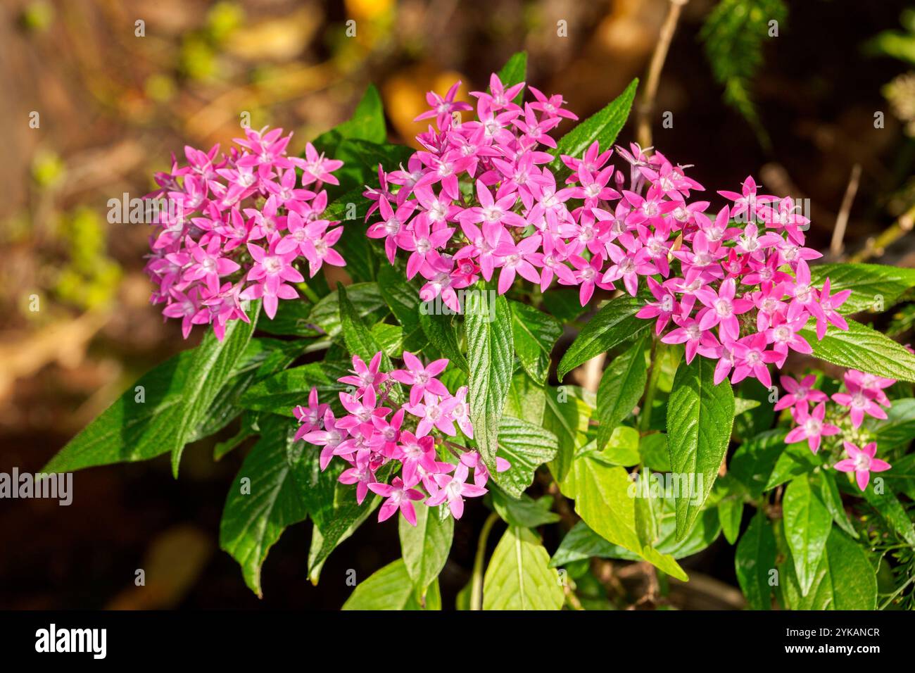 Pentas lanceolata, fleur étoilée égyptienne, arbuste avec des masses de fleurs roses vives et feuillage vert vif, en Australie Banque D'Images
