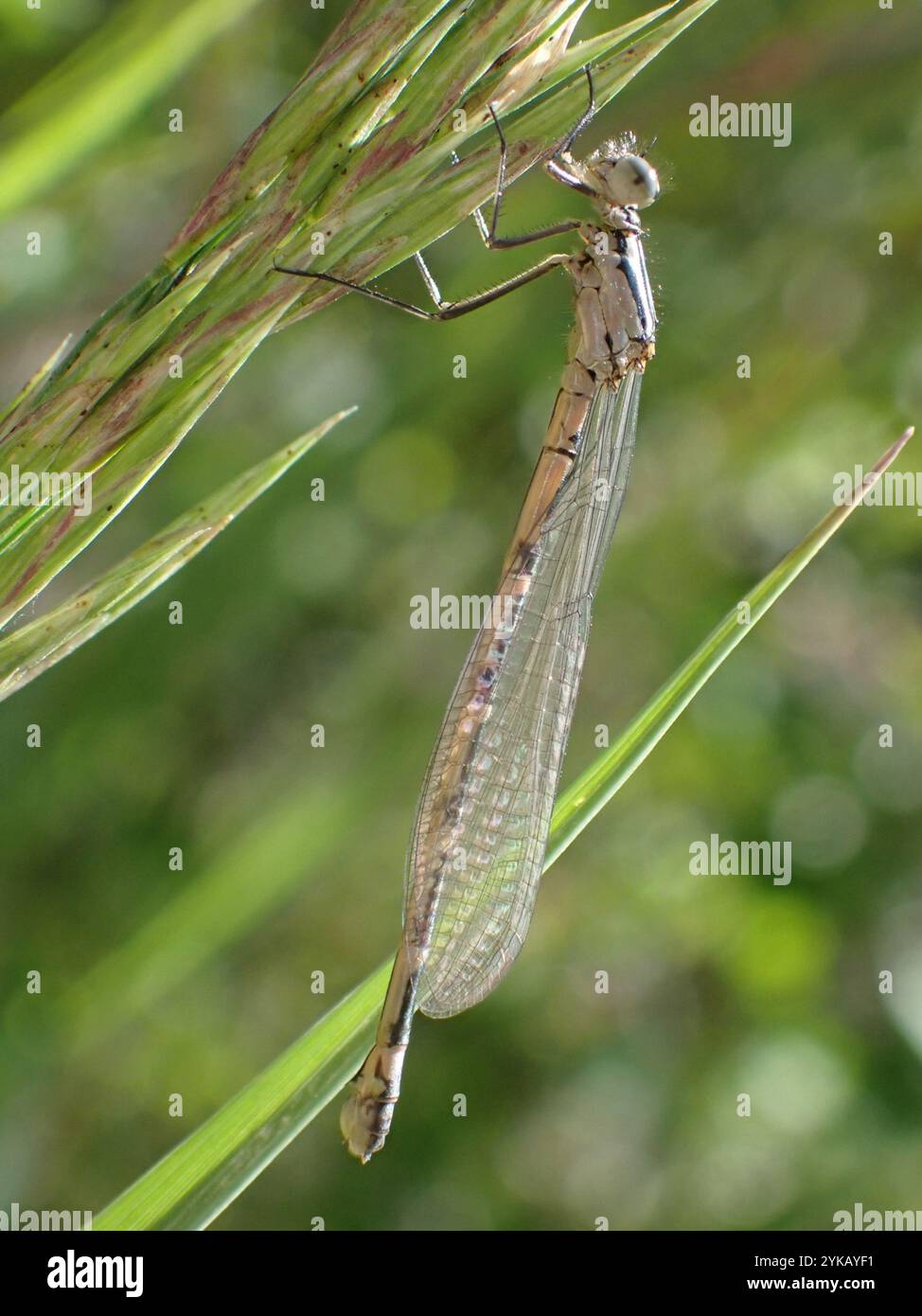 Mouches damoiselles à ailes étroites (Coenagrionidae) Banque D'Images