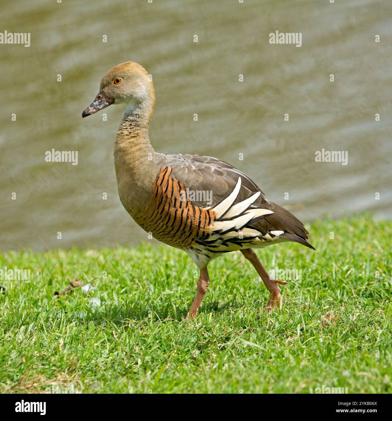 Magnifique canard sifflant plumé, Dendrocygna eytoni, pelouses ioniques au bord d'un lac dans un parc municipal en Australie Banque D'Images