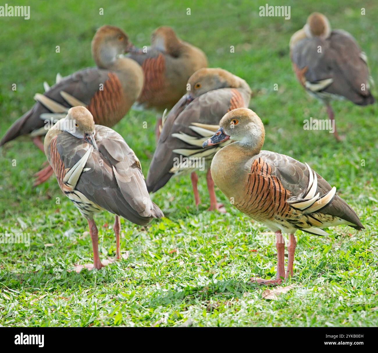 Petit troupeau de beaux canards sifflants à plumes, Dendrocygna eytoni, sur la pelouse dans les parcs de la ville en Australie Banque D'Images