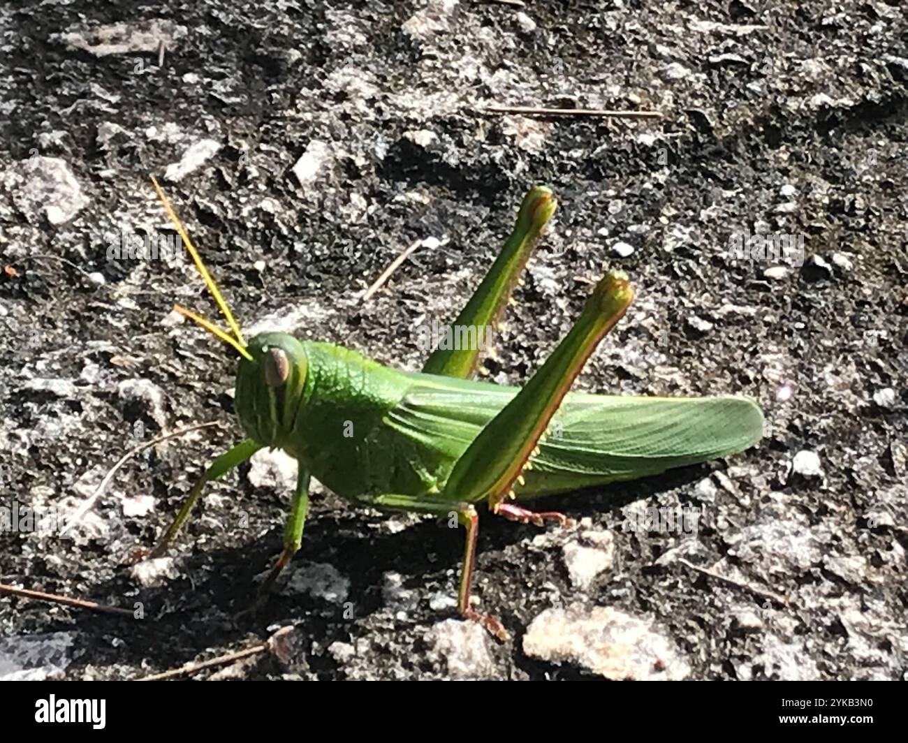 Grande sauterelle verte (Chondracris rosea) Banque D'Images