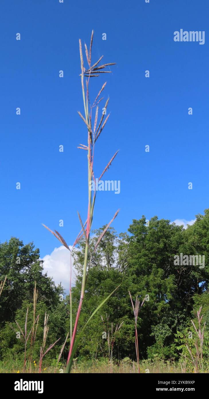 Big bluestem (Andropogon gerardi) Banque D'Images