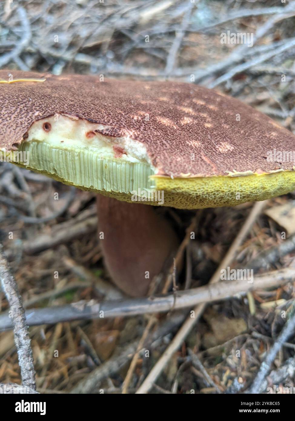 Admirable bolete (Aureoboletus mirabilis) Banque D'Images