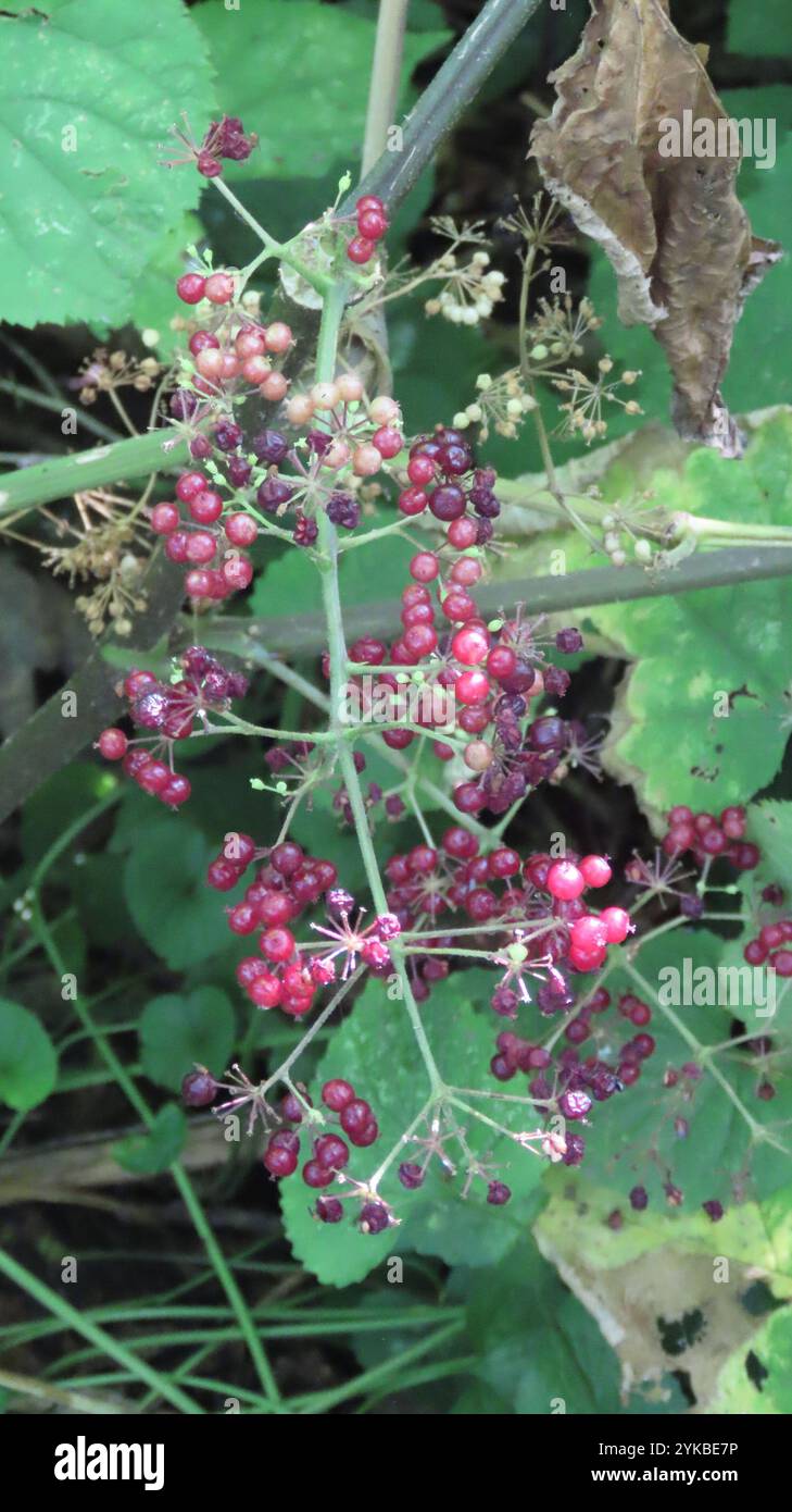 American spikenard (Aralia racemosa) Banque D'Images