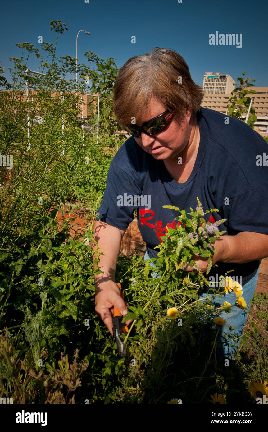 Ronela Zaragoza récolte la menthe sur la ferme coopérative la Montanita à Albuquerque, Nouveau-Mexique Mon. 11 juin 2013. Le projet de ferme coopérative pour vétérans de la Montanita financé par une subvention pour cultures spécialisées offre aux vétérans des ateliers sur les pratiques agricoles durables, le jardinage pratique et l’expérience agricole. Cette collaboration entre la Montanita Co-op, Downtown action Team, l’Administration des vétérans, le ministère de l’Agriculture du Nouveau-Mexique et Holistic Management International fournit la formation initiale aux vétérans pour démarrer ou travailler dans des entreprises agricoles durables. VFP cultive des produits à Banque D'Images