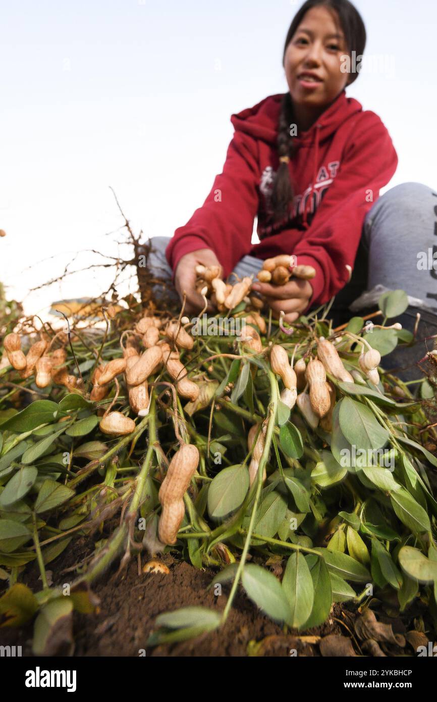 Vue Her, propriétaire de VH Produce, est un agriculteur hmong sur un champ de 10 acres, qui cultive plusieurs cultures asiatiques spécialisées à Singer, EN CALIFORNIE, près de Fresno, le 9 novembre 2018. Il a travaillé avec le Service de conservation des ressources naturelles (NRCS) du Département de l'Agriculture des États-Unis (USDA) pour mettre en œuvre de nombreuses améliorations de conservation, y compris l'aide au remplacement d'un vieux tracteur par un tracteur plus efficace à faibles émissions et l'installation de tunnels saisonniers élevés. La production agricole et conservation (APFC) est le point focal du Ministère pour les agriculteurs et les éleveurs du pays et les autres gérants des terres agricoles privées et non-in Banque D'Images