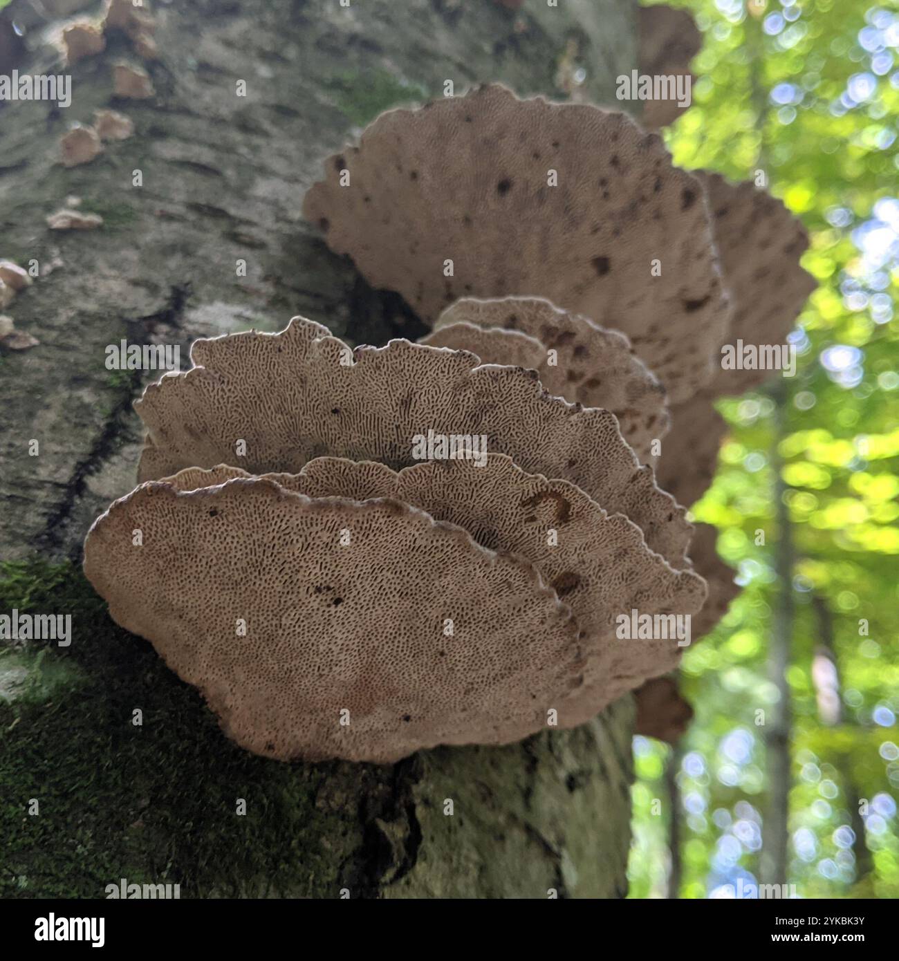 Polypore de labyrinthe à parois minces (Daedaleopsis confragosa) Banque D'Images