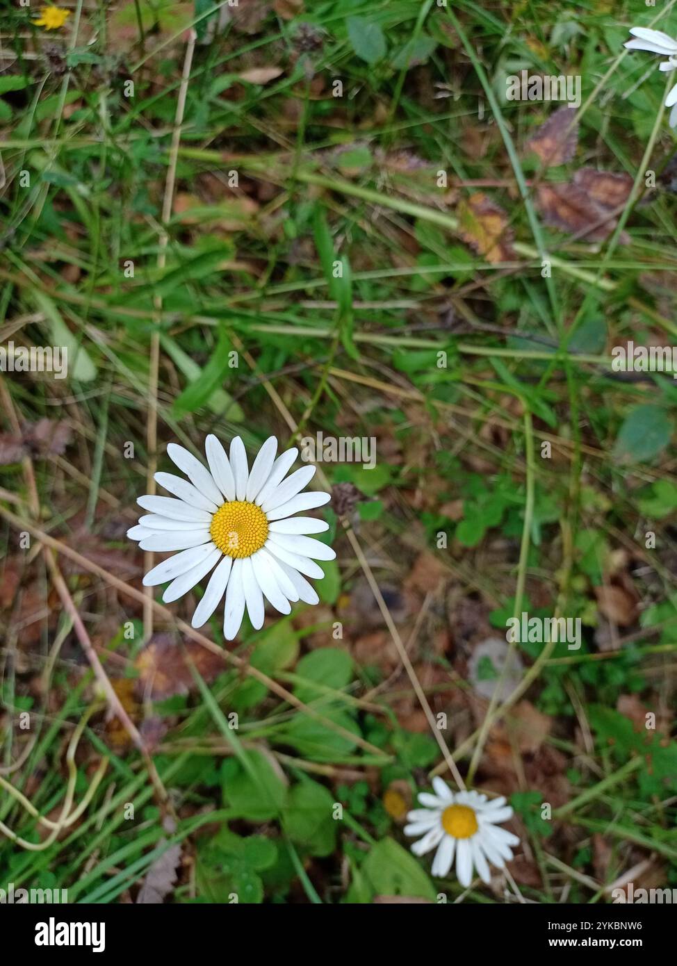 Marguerite Oxeye (Leucanthemum ircutianum) Banque D'Images