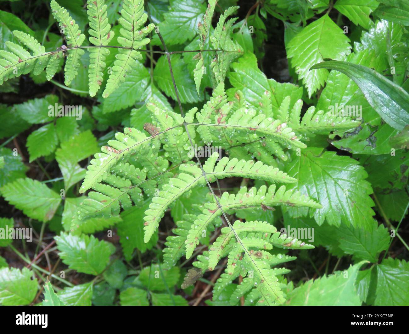 Fougère du chêne nordique (Gymnocarpium dryopteris) Banque D'Images