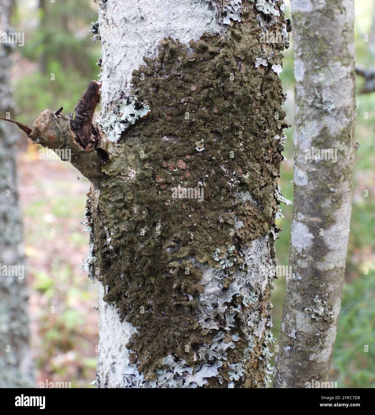 Lichen de camouflage poli (Melanelixia glabratula) Banque D'Images