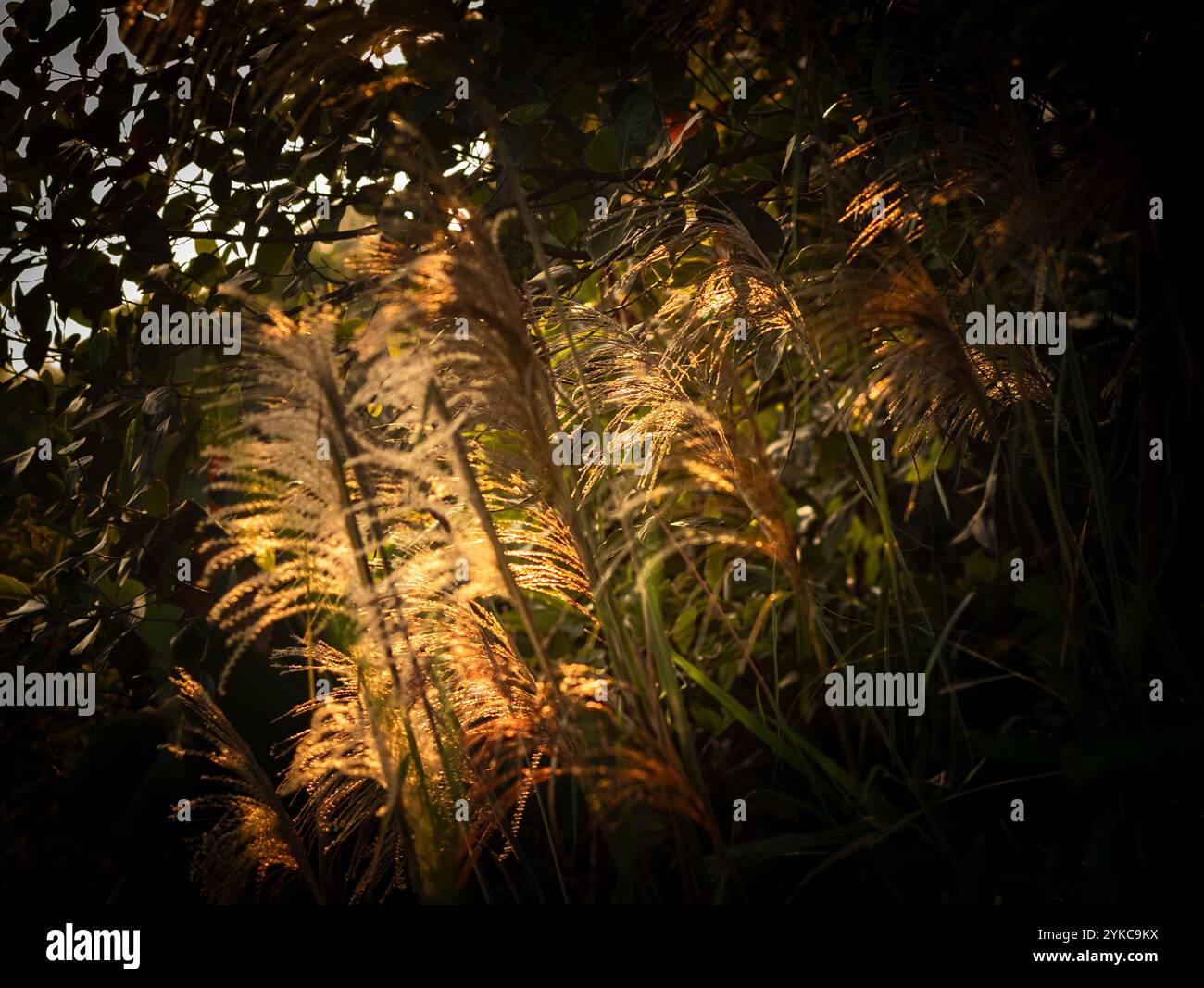 L'herbe argentée chinoise (Miscanthus sinensis) se silhouette contre le soleil chaud tôt le matin à Ba VI, dans le nord du Vietnam. Banque D'Images